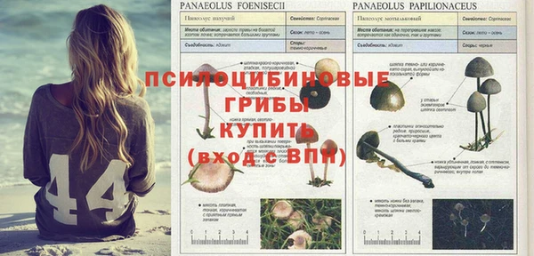 сатива Абинск
